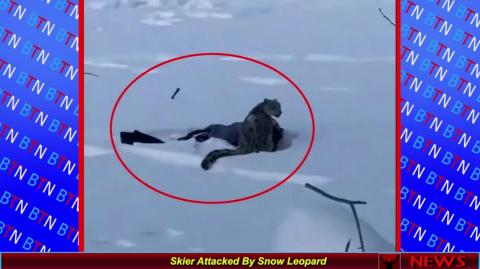 Skier Attacked By Snow Leopard