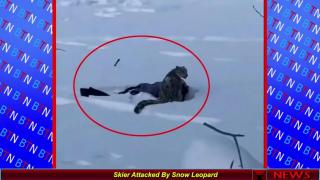 Skier Attacked By Snow Leopard