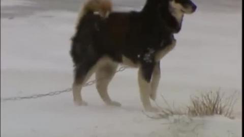 Huskies and Bears Playing