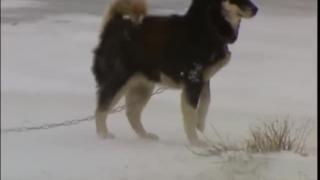 Huskies and Bears Playing