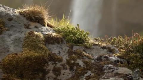 Max Igan - The Crowhouse - Adolf