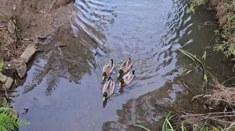 I go to Coal Creek Australia to look for a Husband