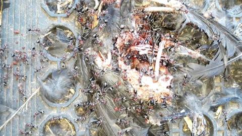 Meet and Greet the Meat Ants - Only in Australia