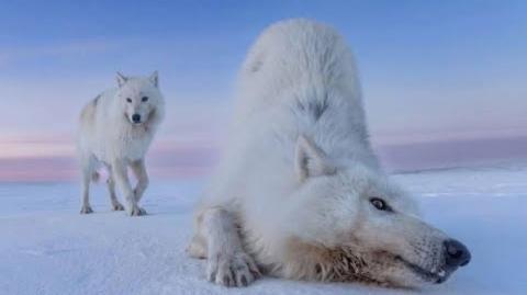 Wolf Slumbers Live Stream 75