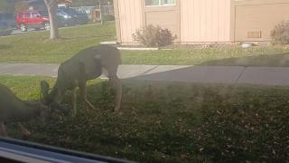 Deer Fighting Outside My Window