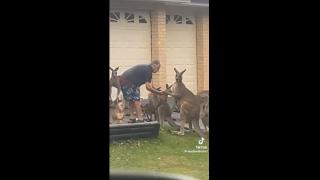 Only in Australia - Feeding the local Kangaroos in the front garden