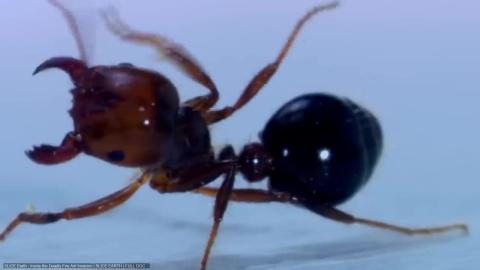 Why Did Flies Start Killing Ants?