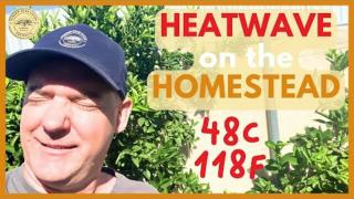 Managing a Heatwave on the Homestead - Victoria Australia