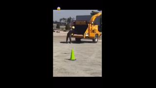 False Accuser Vs Wood Chipper