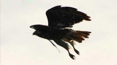 Male mother need and Civilizational draw stifle male individualism