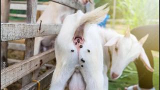 Solving the mystery of why do goats have 3" arseholes and shit coffee beans.  See Pinned Comment.