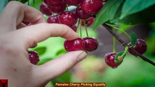 Females Cherry Picking Equality