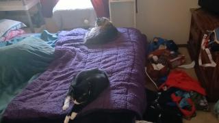 Chomusuke And Missie On The Bed Together