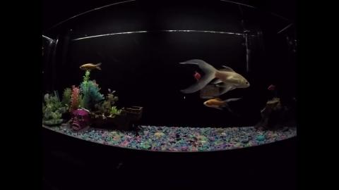 Old Mgtow talks with Incel boyos