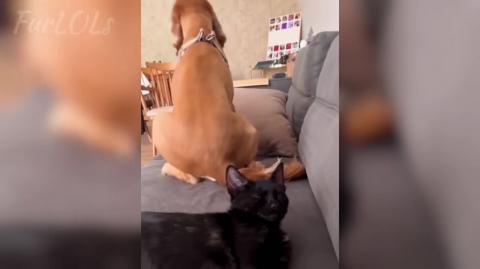 Funny Cat VS Dog _ This Cat Chose Violence