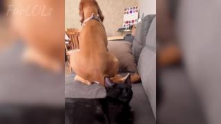 Funny Cat VS Dog _ This Cat Chose Violence