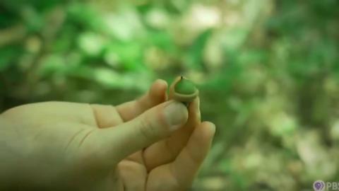 This Tree Drops 'Free Bread' - Outperforms Wheat - Why Do We Rake It Into The Trash