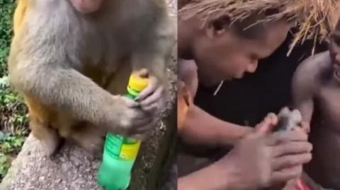 Racist Fucking Monkey