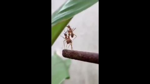 Ants have personalities and brains. They are just incredible.