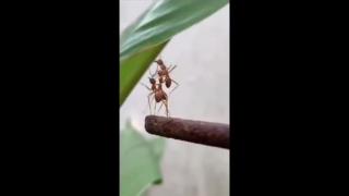 Ants have personalities and brains. They are just incredible.