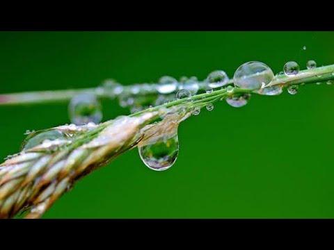 The Morning Dew - Thomas Sheridan