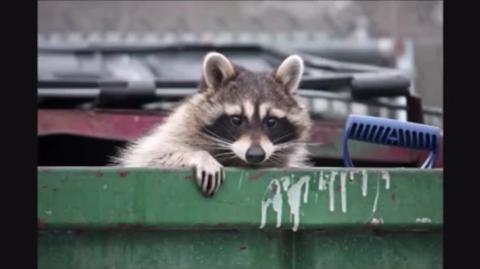 O Sindicato Bucetal | Não seja escravoceta | Domine sua libido | Raccooning Raccoon manda a Real.