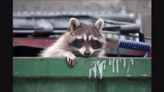 O Sindicato Bucetal | Não seja escravoceta | Domine sua libido | Raccooning Raccoon manda a Real.