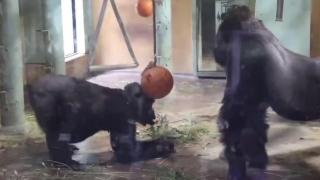 Coming to your neighborhood soon