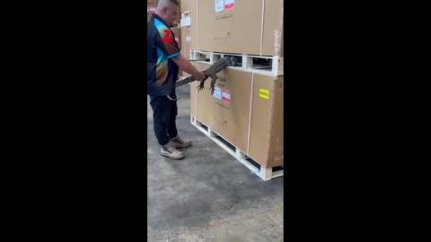 big tree goanna takes a nap in some pallets in Sydney