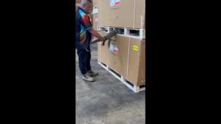 big tree goanna takes a nap in some pallets in Sydney