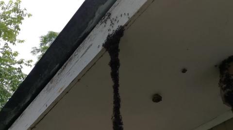 Army Ants Build Bridge to Invade Wasp Nest ViralHog