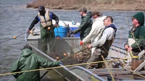 JEW-TUBE Ai Goyslop - The Alligator Garfish are eating all the Asian Carp