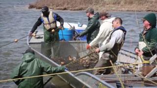 JEW-TUBE Ai Goyslop - The Alligator Garfish are eating all the Asian Carp