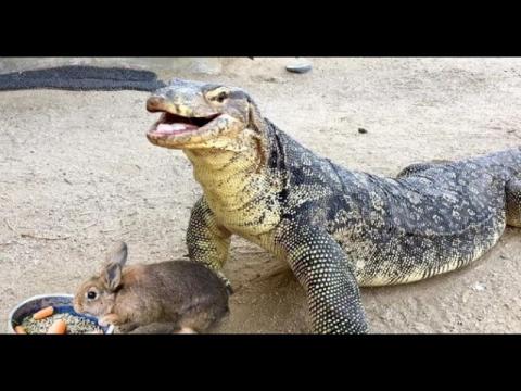 Komodo Dragons EATIN Good!