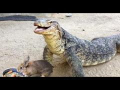 Komodo Dragons EATIN Good!