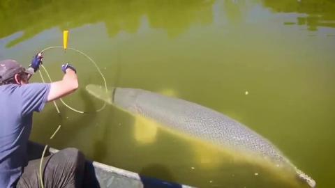 JEW-TUBE Ai Goyslop - The Alligator Garfish are eating all the Asian Carp