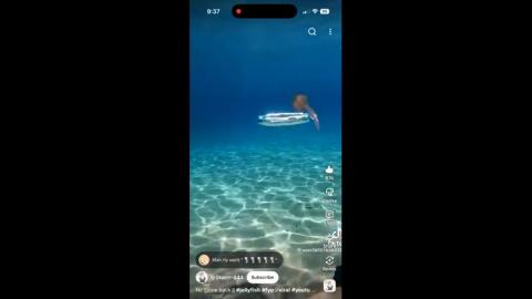 What happens when you blow a bubble ring under a jellyfish