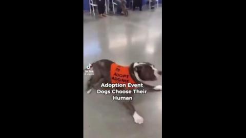 These dogs choose what owner they wish to adopt