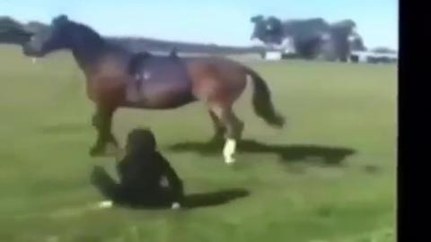 Bad Bitch Gets a Terminal Horse Kick