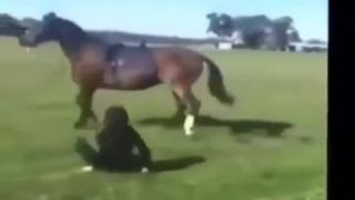 The Horse Gives the Bitch a Terminal Head Kick