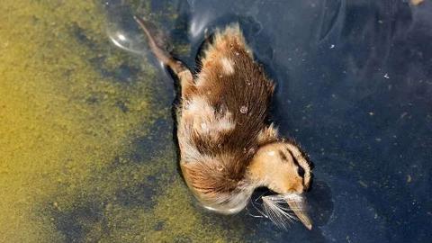Lefties Are Probably Killing Ducks in DC Pool