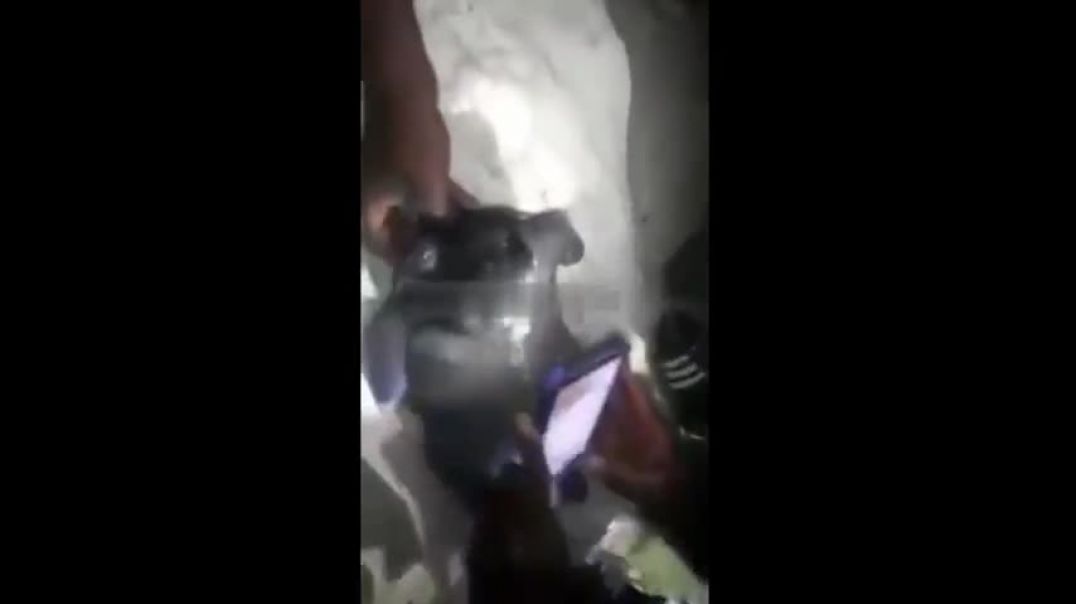 Nigger & Animal Having A Niglet