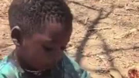 Niglets Eat Raw Baboon Meat