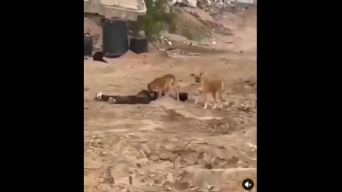The Dog Shit JEWS feed the dead to the dogs - Gaza