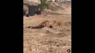 The Dog Shit JEWS feed the dead to the dogs - Gaza