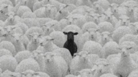 NPC outliers & black sheep