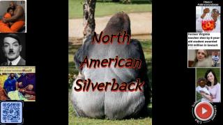 North American Silverback