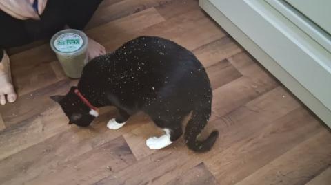 Chomusuke Having Catnip
