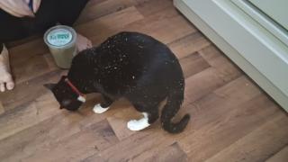 Chomusuke Having Catnip