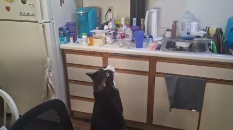 Chomusuke Chattering At A Spider